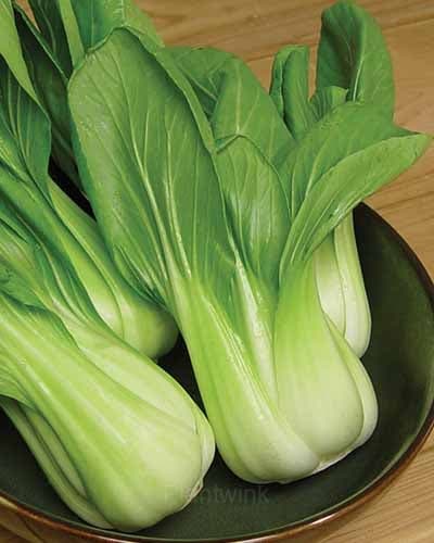 Toy Choy Bok Choi Seeds - View 2