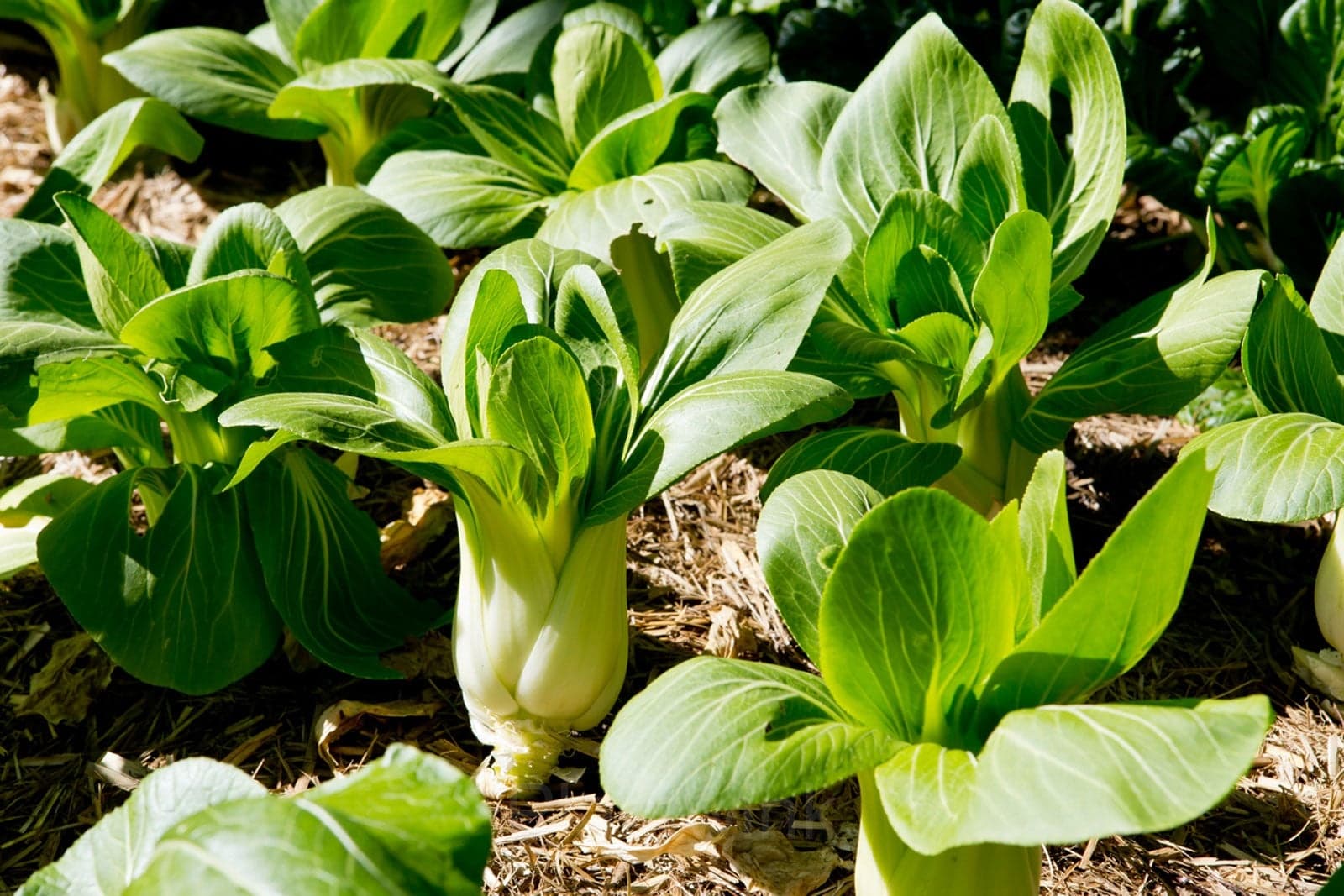Toy Choy Bok Choi Seeds - View 5