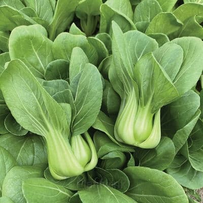 Toy Choy Bok Choi Seeds - View 4
