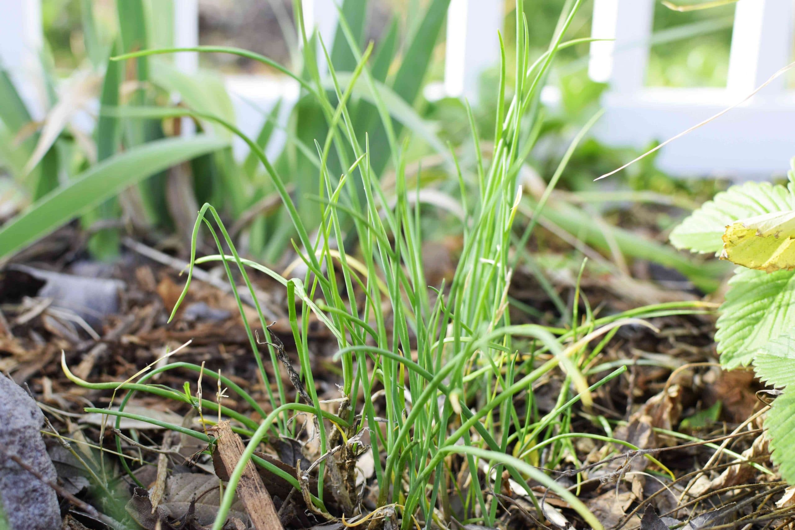 Chives Seed - View 2