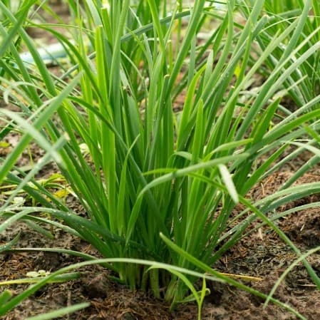 Chives Seed - View 3