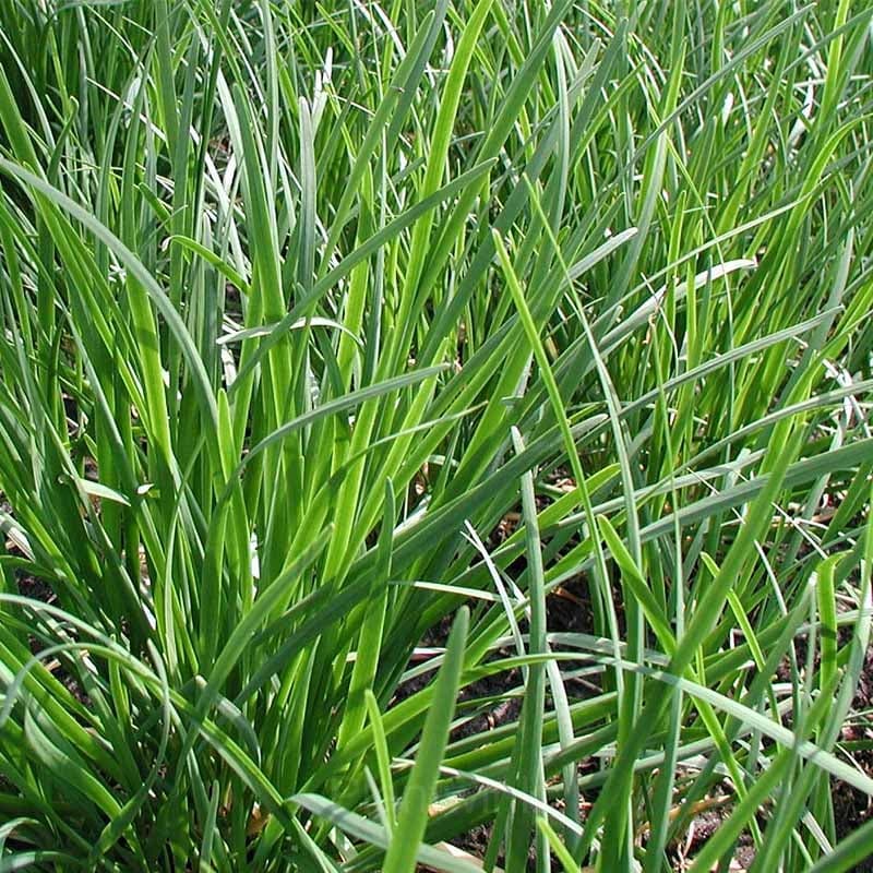 Chives Seed - View 4