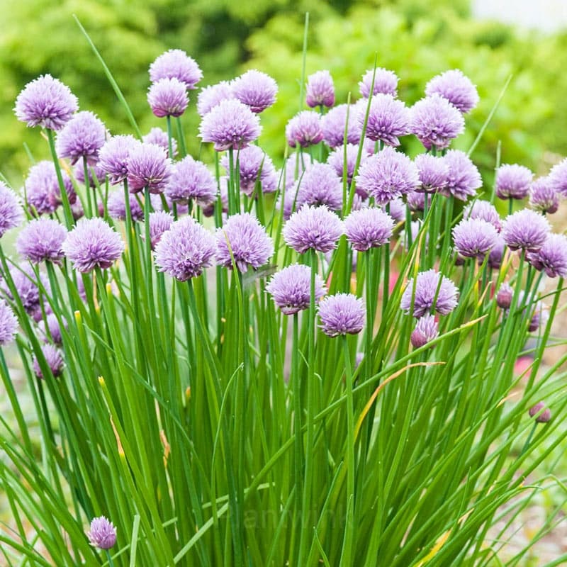 Chives Seed - View 5