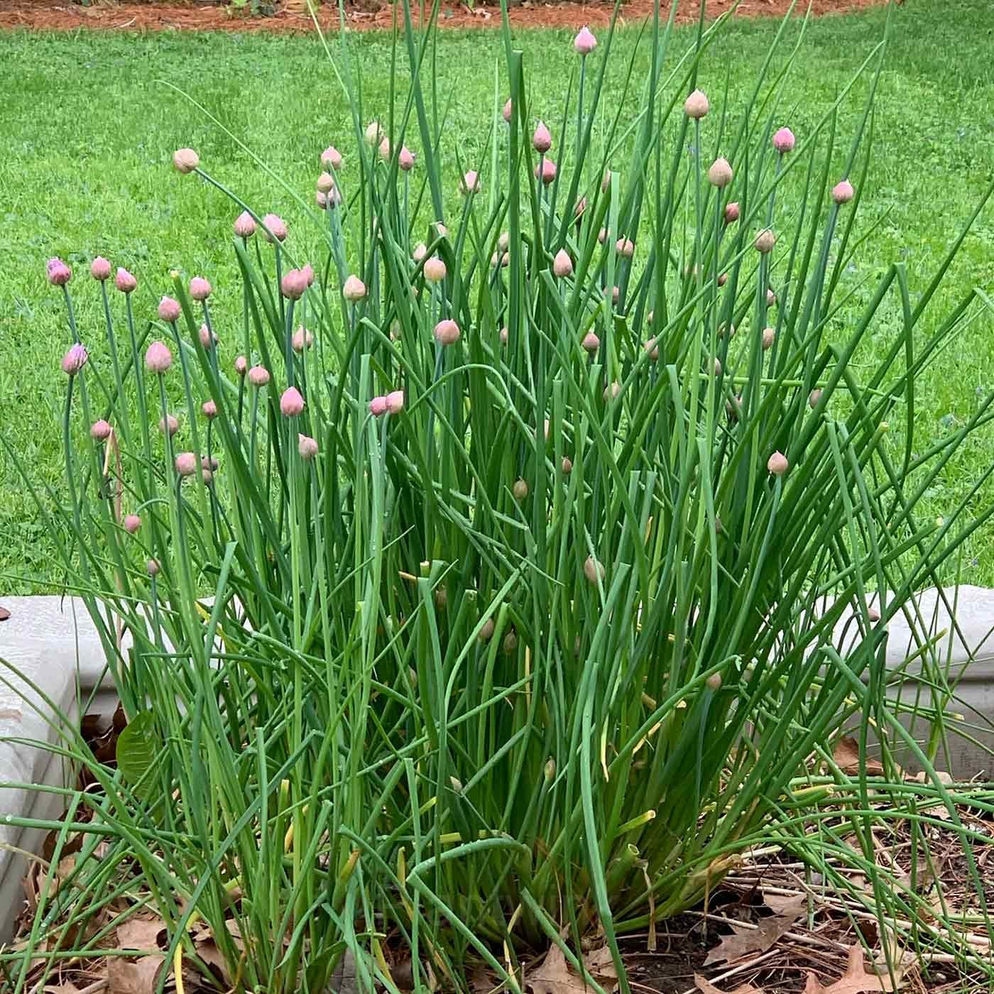 Chives Seed - View 1