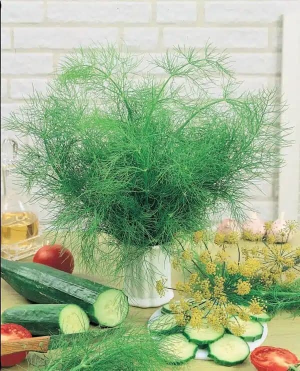 Dill Seed - View 2