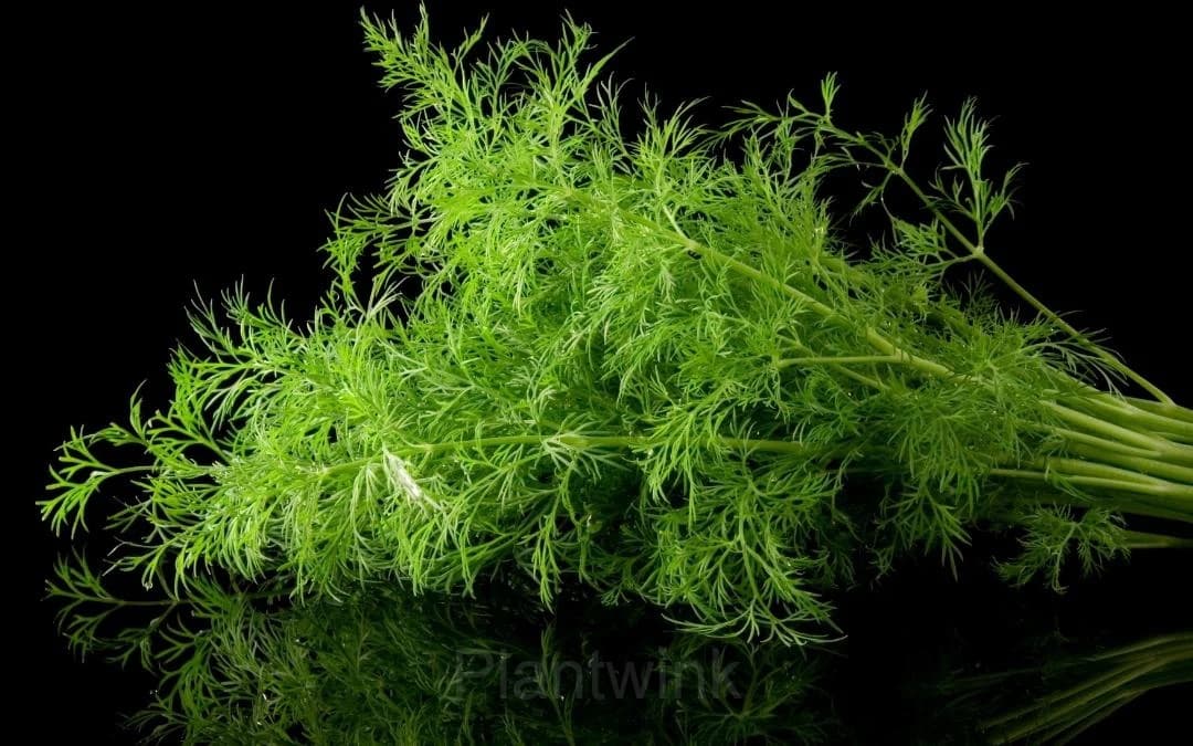 Dill Seed - View 1