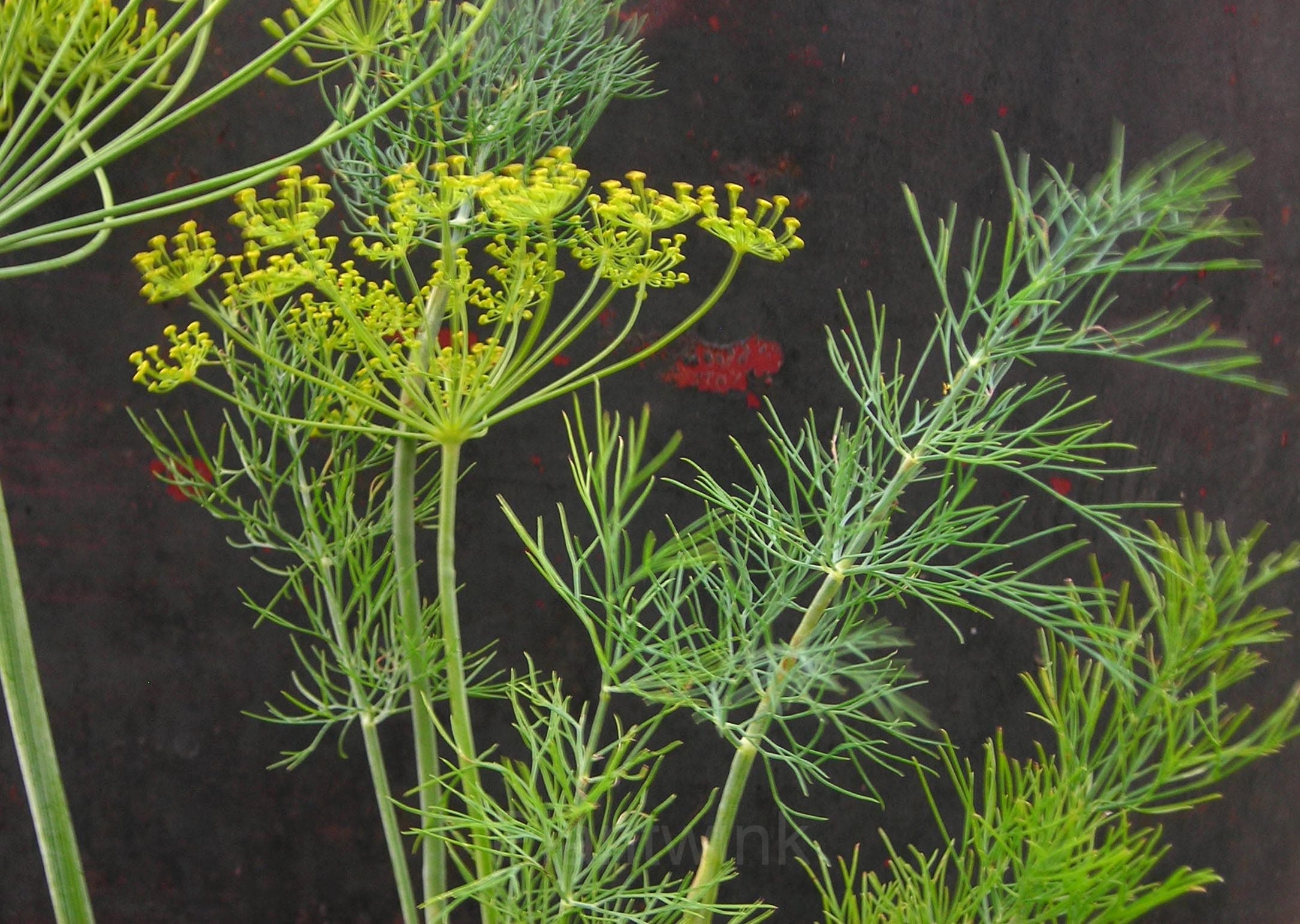 Dill Seed - View 4