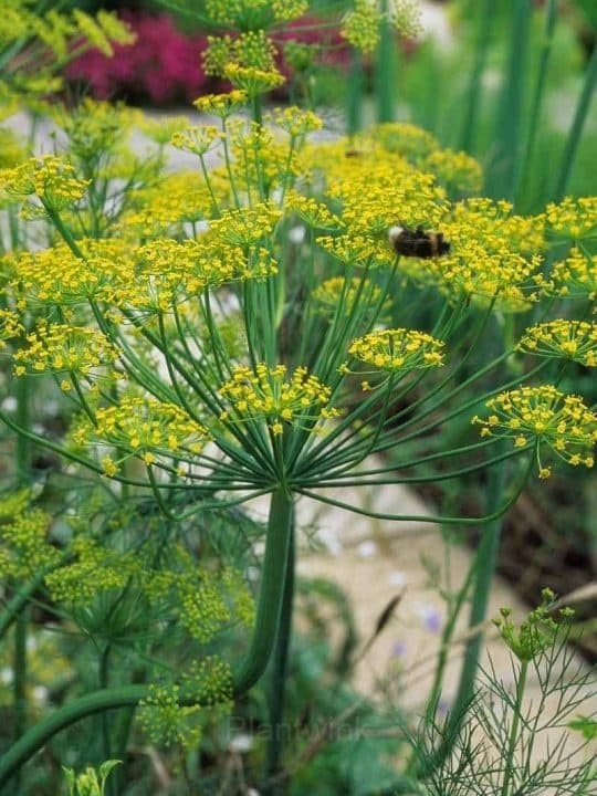 Dill Seed - View 5