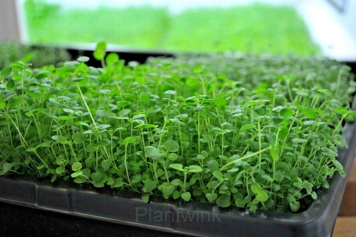 Sweet Marjoram Organic Seed - View 2