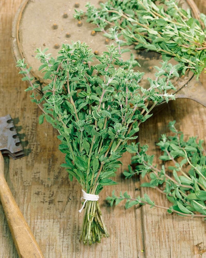 Sweet Marjoram Organic Seed - View 3