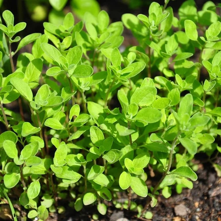 Sweet Marjoram Organic Seed - View 1