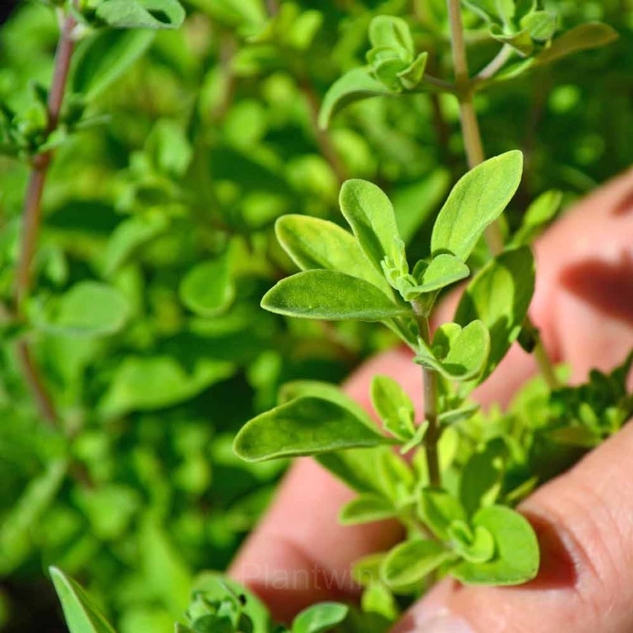 Sweet Marjoram Organic Seed - View 4