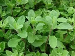 Sweet Marjoram Organic Seed - View 5