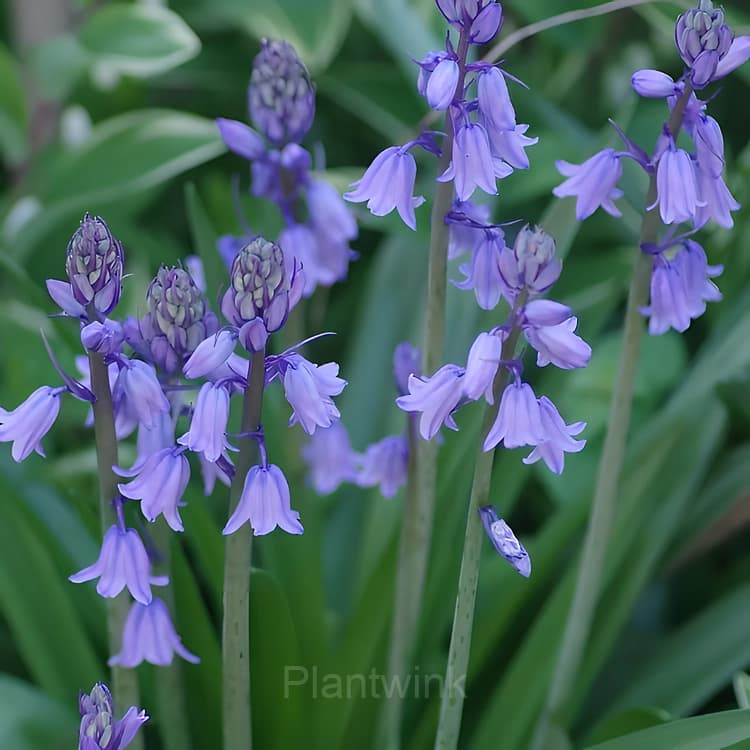 BLUEBELL Seed - View 3