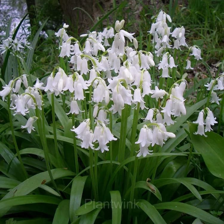 BLUEBELL Seed - View 6