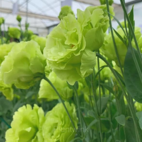 Lisianthus – Sincere Love - View 4
