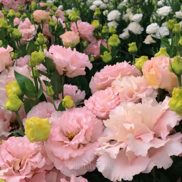 Lisianthus – Sincere Love - View 5