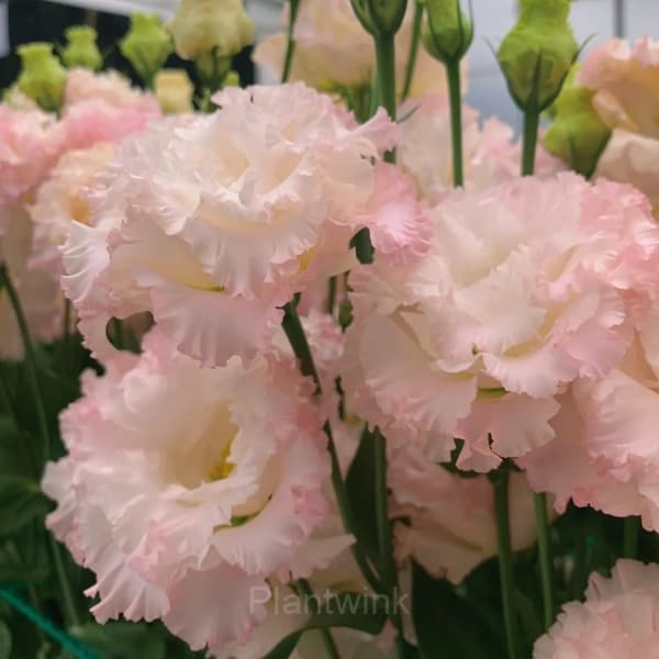 Lisianthus – Sincere Love - View 7
