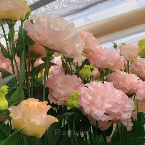 Lisianthus – Sincere Love - View 9