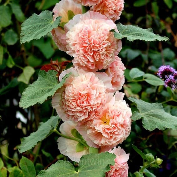 Double Hollyhock Seeds - View 3