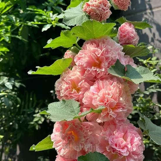 Double Hollyhock Seeds - View 4