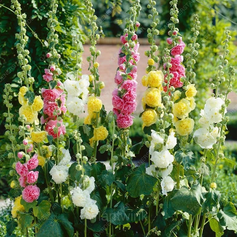 Double Hollyhock Seeds - View 5