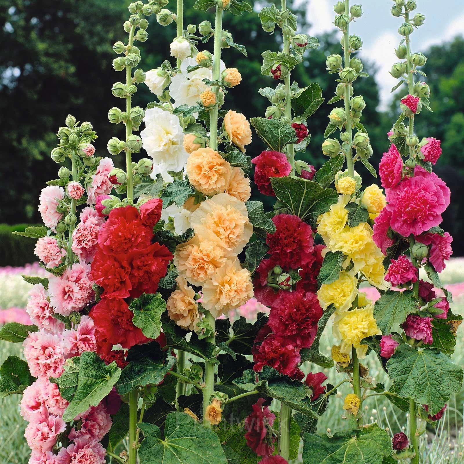 Double Hollyhock Seeds - View 8