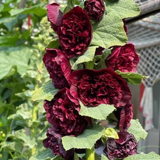 Double Hollyhock Seeds - View 9