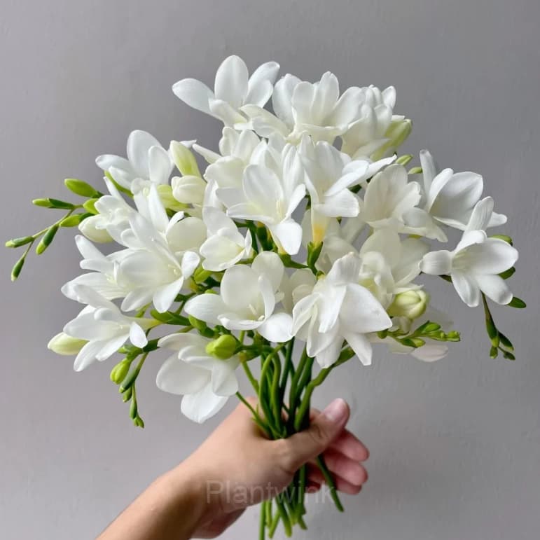 Freesia—Winter Perfume - View 3