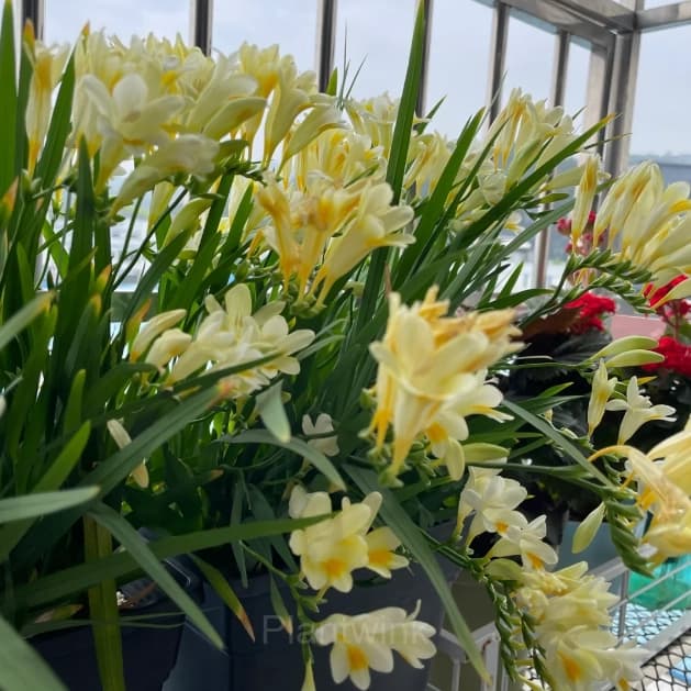 Freesia—Winter Perfume - View 4