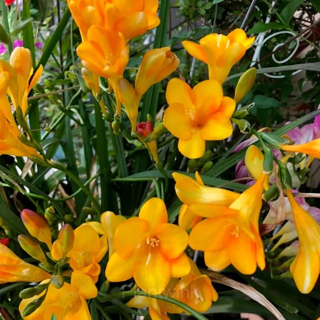 Freesia—Winter Perfume - View 6