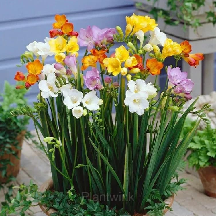Freesia—Winter Perfume - View 9