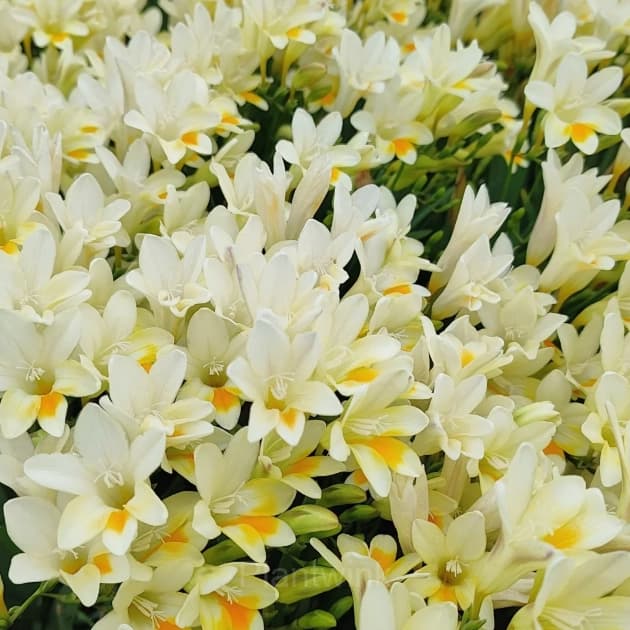 Freesia—Winter Perfume - View 10