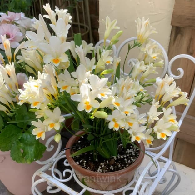 Freesia—Winter Perfume - View 11