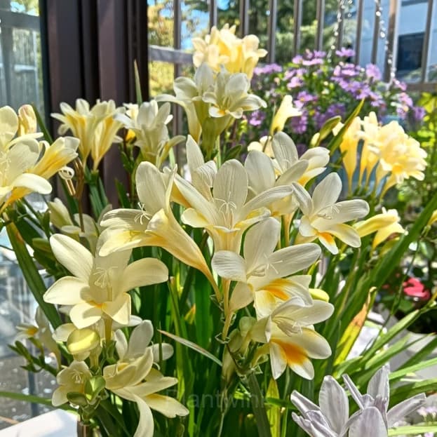 Freesia—Winter Perfume - View 14