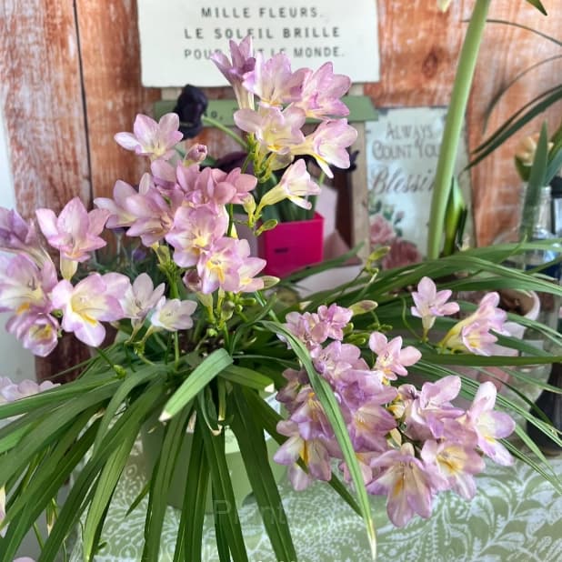 Freesia—Winter Perfume - View 16