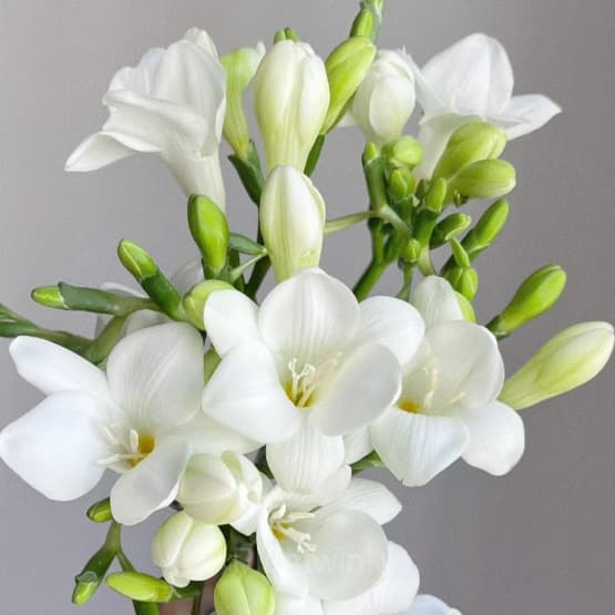 Freesia—Winter Perfume - View 17