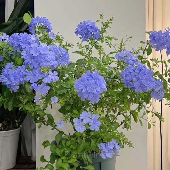 Plumbago—Sky Flower - View 3