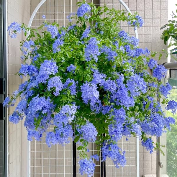 Plumbago—Sky Flower - View 4