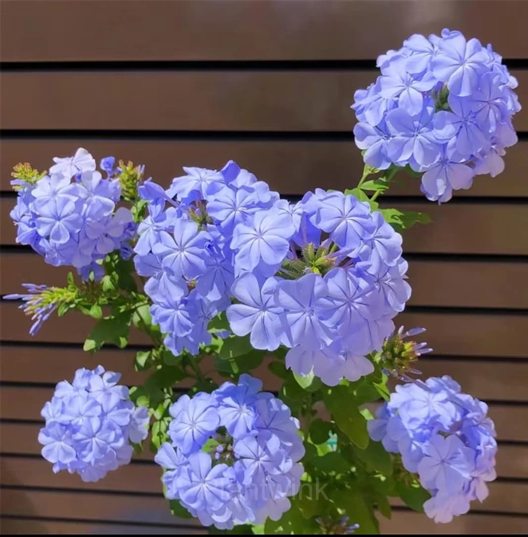 Plumbago—Sky Flower - View 5