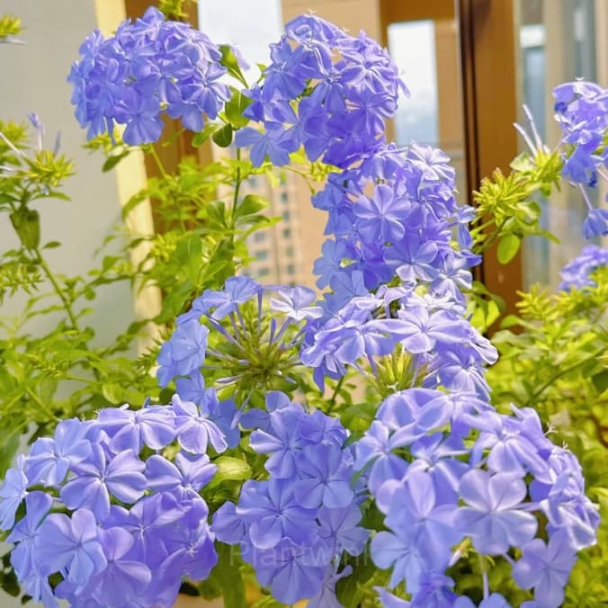 Plumbago—Sky Flower - View 6
