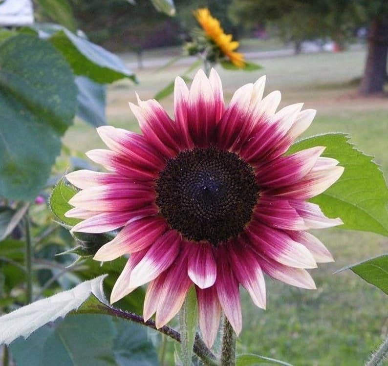 100 Pcs Strawberry Blonde Hybrid Sunflower Seeds - View 3