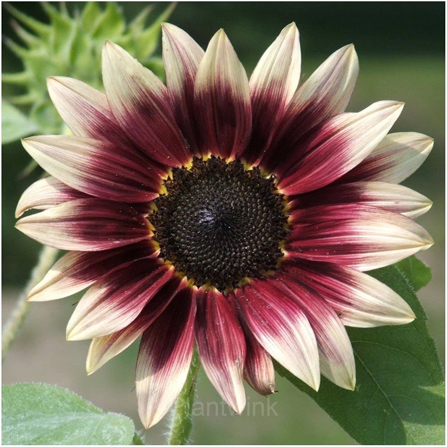 100 Pcs Strawberry Blonde Hybrid Sunflower Seeds - View 4