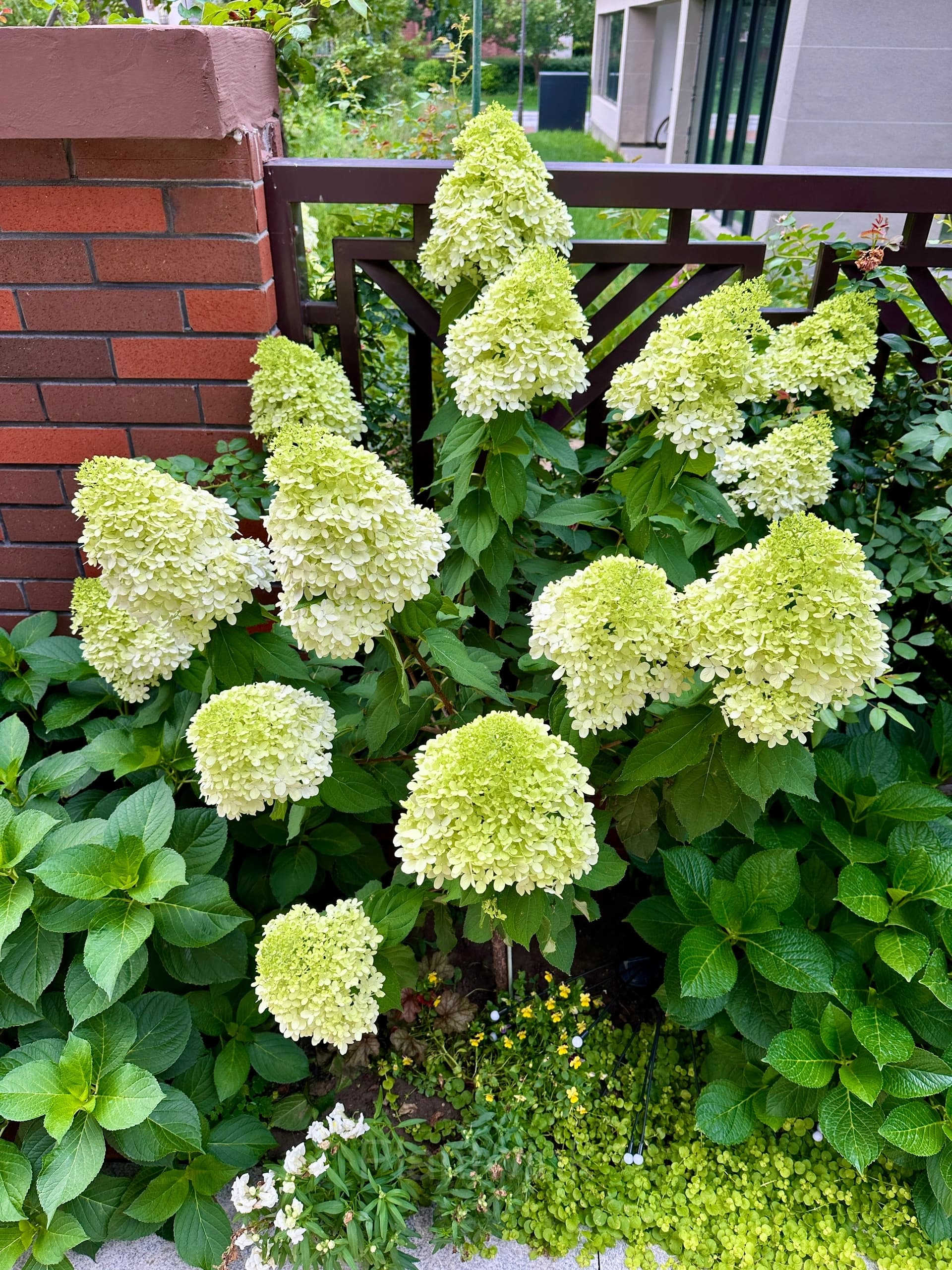 Ivy review image 1