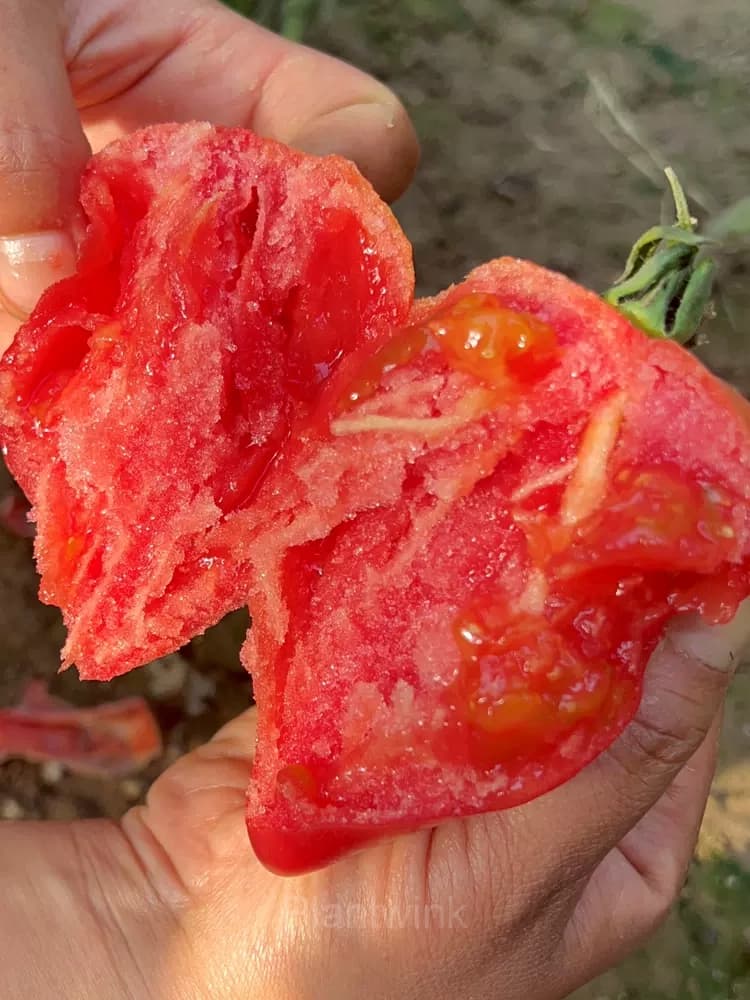 100 Mango Honey Tomato Seeds - View 3