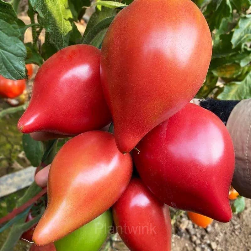 100 Mango Honey Tomato Seeds - View 5