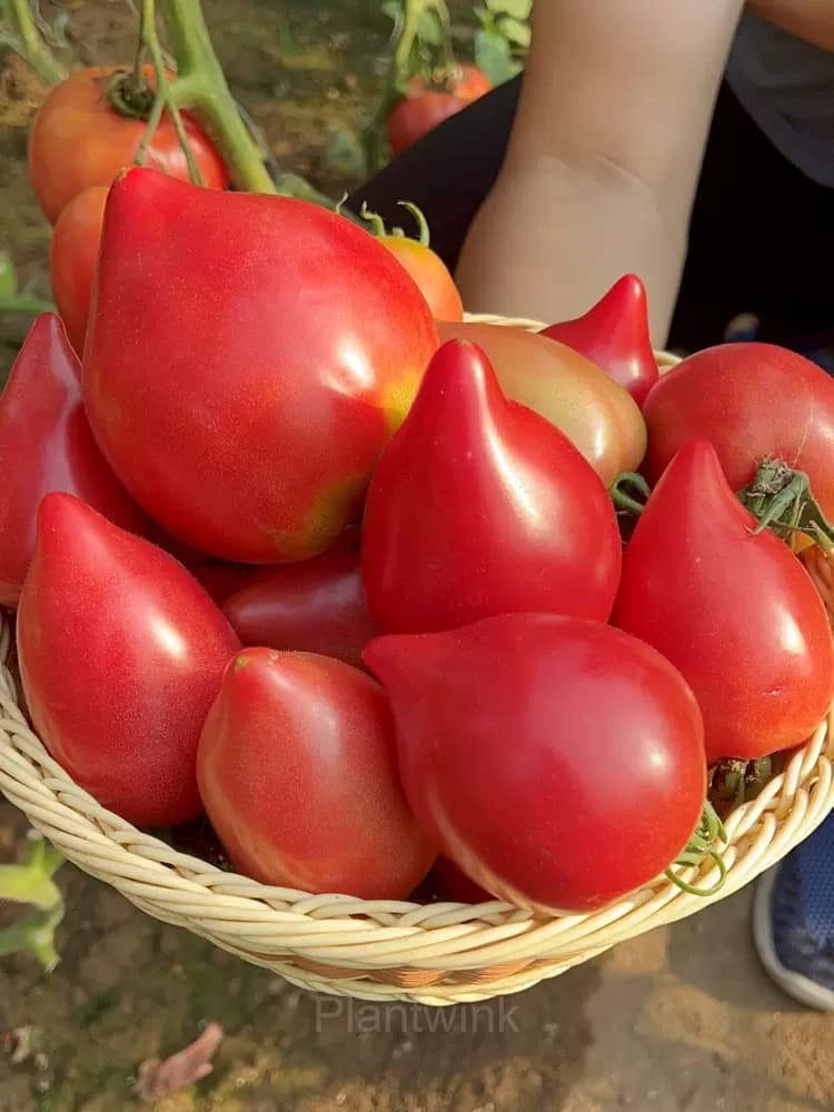 100 Mango Honey Tomato Seeds - View 6