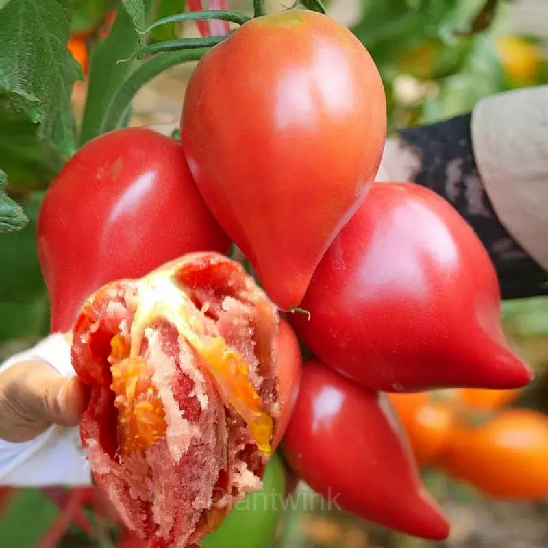 100 Mango Honey Tomato Seeds - View 1