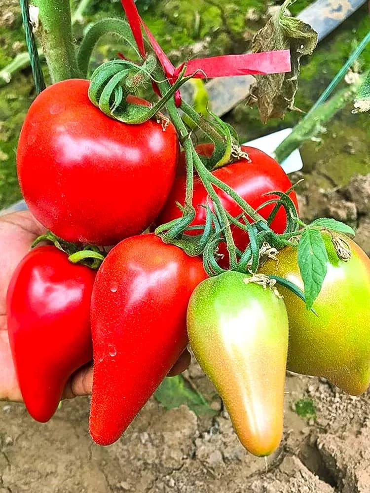 100 Mango Honey Tomato Seeds - View 7