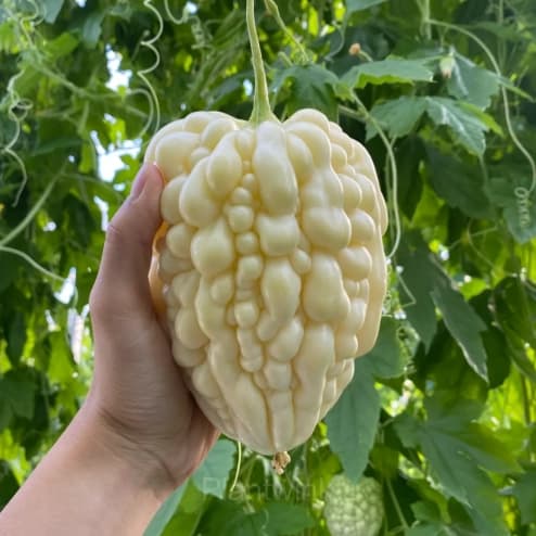 60 Apple Bitter Melon Seeds - View 2